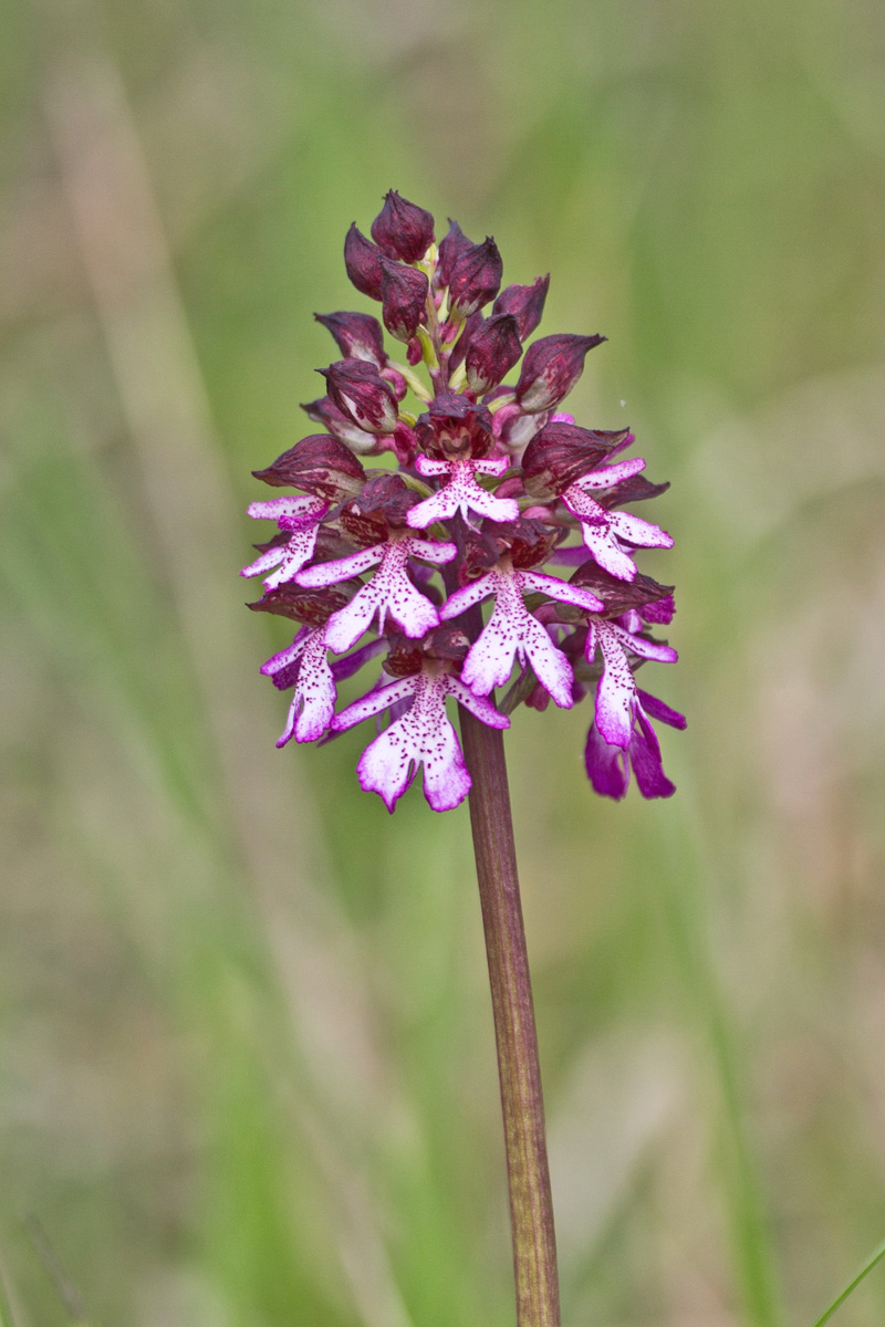 Orchis purpurea